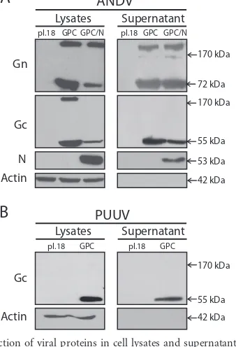 FIG 1 Detection of viral proteins in cell lysates and supernatants. Westernblots of lysates and concentrated supernatant of 293FT cells transfected withdifferent plasmids