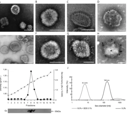 FIG 2 Characterization of hantavirus VLPs. Negative-stain EM of concentrated supernatants from cells transfected with pI.18/ANDV-GPC (A to D) orpWRG/PUU-M(s2) (E to H)
