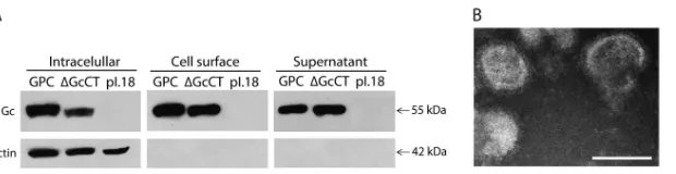 FIG 4 Deletion analysis of ANDV Gc endodomain mutant. (A) Western blot analysis using anti-Gc and anti-actin MAbs of different fractions corresponding tothe nonbiotinylated fraction (intracellular proteins), the biotinylated fraction (surface proteins), or