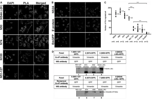 FIG 6 N50 is the speciﬁc interacting region of DENV NS4A with vimentin.NS4A-GFP recombinant fusion proteins