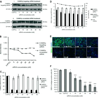 FIG 8 Calcium/calmodulin-dependent protein kinase II gamma gene knockdown signiﬁcantly reduces DENV-2 titer