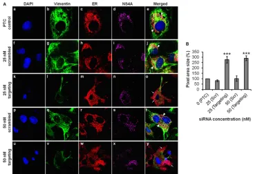 FIG 10 Vimentin is essential for anchorage of DENV replication complexes mediated by NS4A interaction
