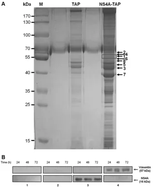 FIG 1 Vimentin is identiﬁed as a DENV NS4A-binding protein. (A) Huh-7 cells stably transfected with the pcTAP-NS4A or pcTAP vector (control) constructswere lysed, and the DENV-2 NS4A protein complexes were sequentially puriﬁed ﬁrst by using streptavidin re