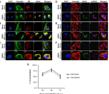 TABLE 1 Mass spectrometry results obtained with NS4A-TAP eluate
