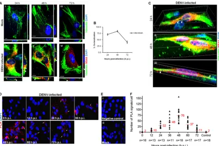 FIG 3 Dynamic interaction of vimentin with NS4A during DENV infection. (A) Colocalization of vimentin (green) with NS4A (red) was observed in