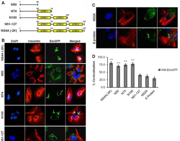 FIG 5 Molecular cloning of different fragments of DENV NS4A and subcellular localization studies