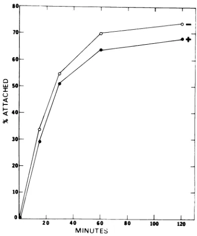 FIG. 1.gradientwithnotwithiouscate Rate of attachment ofBRV treated (+) or treated (-) with trypsin