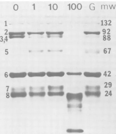 FIG. presenceperpolypeptidespolypeptides.sindeterminedtrypsinthevirus;ofwereanalyzedpolypeptidesBR treated; text