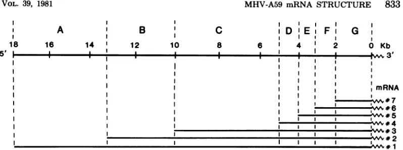 FIG. 9.genome.fromeachcorresponds Proposed medel ofthe structure ofthe MHVmRNA's and the corresponding genetic regions on the The proposed seven genetic regions on the MHV genome are based on the data reported here and other laboratories (13; Wege et al., 