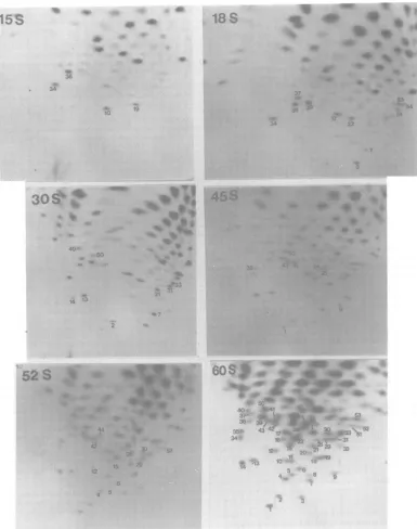 FIG. 5.RNAswhichlarge T1-oligonucleotide fingerprints of the poly(A)-containing A59 RNAs of different size fractions