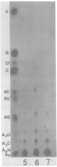 TABLE 2. Partial base sequence analysis of the 3'-end sequencesa