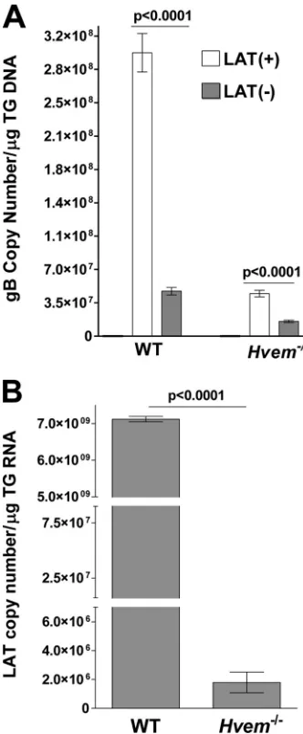 FIG 3 Effect of LAT and HVEM on HSV-1 latency and reactivation in TG oflatently infected mice
