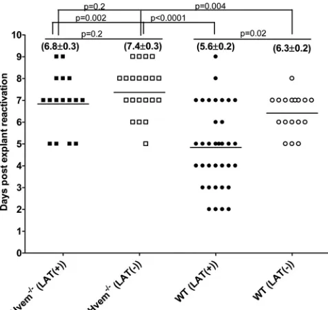 FIG 5 Effect of HVEM on kinetics of induced reactivation in explanted TG