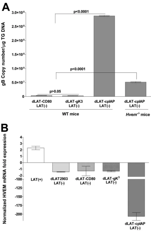 FIG 6 Effect of recombinant viruses expressing foreign genes in place of LAT