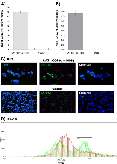 FIG 7 Effect of LAT on HVEM expressionHVEM expression in vector-only control cells was used to estimate the relative expression of HVEM mRNA
