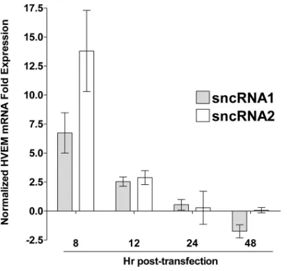FIG 8 Effect of LAT sncRNAs on HVEM expression in vitro. Neuro2A cellswere transfected with sncRNA1 or sncRNA2, and expression of HVEM mRNAwas determined as described above