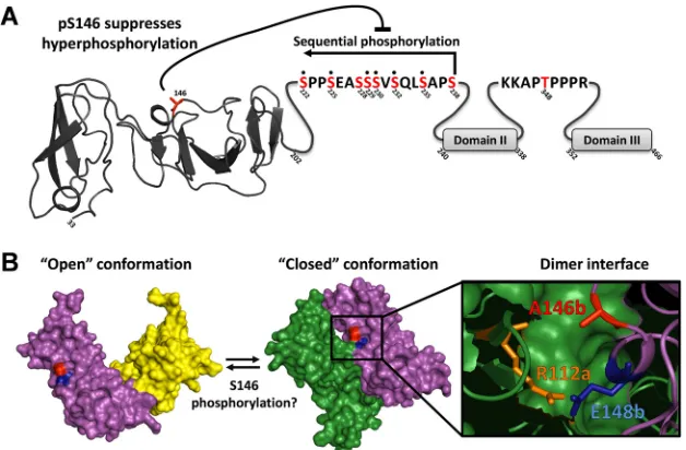 FIG 9 Summary and potential role of NS5A phosphorylation. (A) Schematic of NS5A showing the location and relationship of phosphorylation eventsidentiﬁed