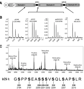 FIG 1 Mass spectrometric analysis of NS5A phosphorylation. (A) Schematic of NS5A structure showing amino acid residue numbers for JFH-1