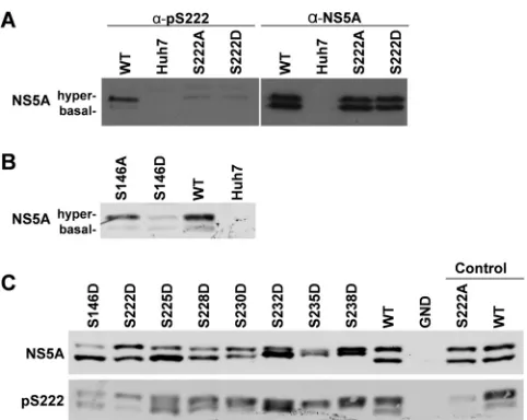FIG 8 Phosphorylated S222 is predominately in the hyperphosphorylatedspecies. A phospho-speciﬁc antibody was raised in sheep against pS222 usingan appropriate 13-mer peptide and puriﬁed by IgG enrichment