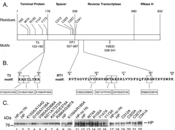 FIG 1 HP sequences and motifs important for HP functions and HP mutant expression. (A) HP is depicted, showing the TP, spacer, RT, and RNase H domains.For ease of comparison, the mutant names used in this study are shown with the alternate names, in parent