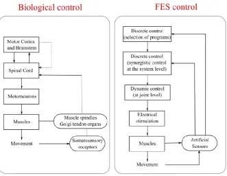 Fig. 1 A model of a hierarchical controller for functional electrical stimulation (right panel) inspired by the simplified model of biological control (left panel) [2]