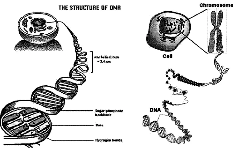 Figure 1.1: Structure and organization of genetic materials in human cell [Jelinek 82].