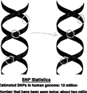 Figure 1.4: SNPs observed between chromosomes in DNA.
