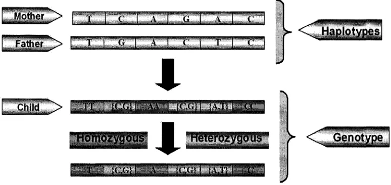 Figure 1.6: Difference between haplotypes and genotypes.