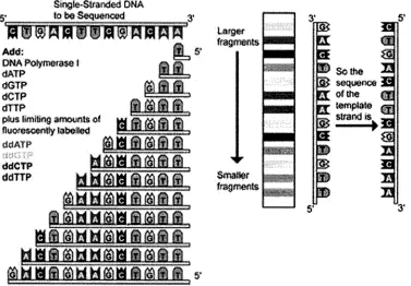 Table 1.1: Example of two possible sets of haplotypes.