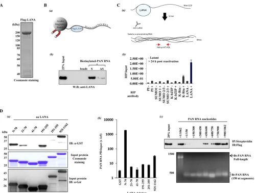 FIG 1 LANA-PAN RNA interaction. (A) Flag-LANA expression. Flag-LANA was produced from baculovirus-infected Sf9 cells