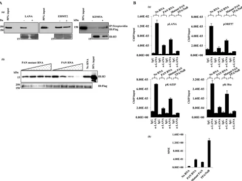 FIG 2 PAN RNA inﬂuences LANA-histone interaction in vitro and in vivo. (A) In vitro. (a) Histone binding reactions (14) were carried out using the puriﬁedproteins indicated
