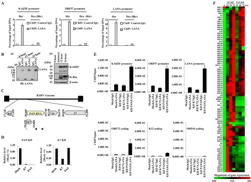 FIG 3 LANA-episome dynamics. (A) KSHV episome-LANA dynamics during reactivation. Anti-LANA and control IgG ChIP DNAs were prepared fromimmunoprecipitated with each antibody relative to the amount of input DNA ampliﬁed