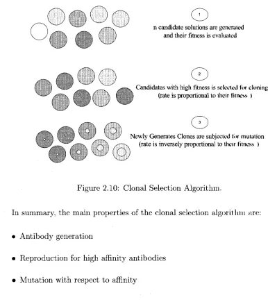 Figure 2.10: Clonal Selection Algorithm.