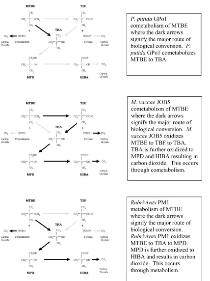 Figure 1.3.  Comparative pathways of metabolism/cometabolism of MTBE byPseudomonas putida GPo1, Mycobacterium vaccae JOB5, and Rubrivivax PM1