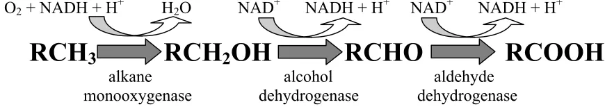 Figure 1.4.  The typical pathway of n-alkane oxidation.  The n-alkane is oxidized to aprimary alcohol by alkane monooxygenase followed by the oxidation of the primaryalcohol to an aldehyde