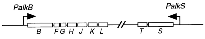 Figure 1.5.  The arrangement of the alk genes on the OCT plasmid in Pseudomonasputida GPo1