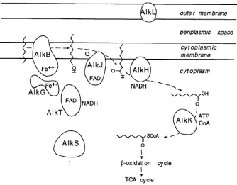 Figure 1.6. The arrangement of the Alk proteins within the cell of Pseudomonasputida GPo1