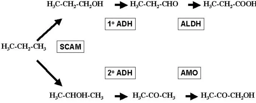Figure 1.7.  Terminal vs. subterminal oxidation in Mycobacterium vaccae JOB5.  Thefirst enzyme that acts on propane is a short chain alkane monooxygenase (SCAM)followed by a primary or secondary alcohol dehydrogenase (ADH)