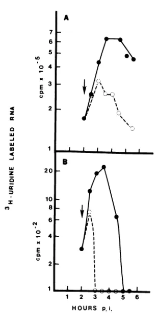 FIG. 1.presencemonolayers Rate of SIN HR RNA synthesis in the and absence of cycloheximide