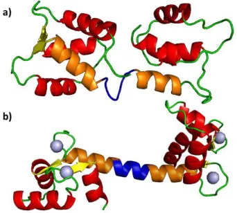 Figure 1: Molecular structures of a) apo-CaM and b) holo-CaM showing α-helices (red); β-strands (yellow); flexible central linker (orange and blue); Ca2+ ions (grey)