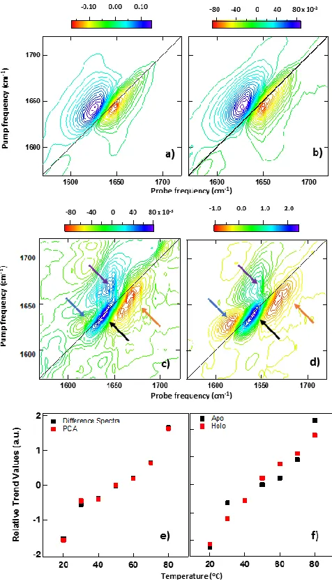 Figure 4: 2D-IR spectra of apo-CaM at a) 20 oC, b) 80 oC c) shows the average 2D-IR temperature-induced difference spectrum, d) shows the spectral distribution of PC2