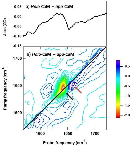 Figure 8: apo- to holo-CaM transition detected by a) IR absorption difference spectroscopy (holo- minus apo-) and b) 2D-IR differ-ence spectroscopy