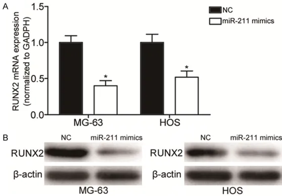 Figure 5. miR-211 down regulated RUNX2 expression in MG-63 and HOS cells. A. RT-qPCR analysis of the RUNX2 mRNA expression in MG-63 and HOS cells transfected with miR-211 mimics or NC