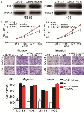 Figure 6. RUNX2 overexpression rescued the antitumor effects of miR-211 on proliferation, migration and invasion in MG-63 and HOS cells