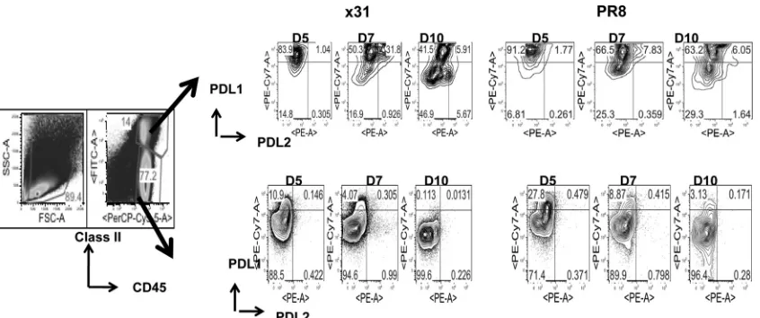 FIG 9 PD-L1 expression is upregulated on target cells during high-path infection. Mice were infected with 104 EID50 of PR8 or x31 and sacriﬁced at days 5, 7,and 10 to assess expression of PD-L1 and PD-L2 on cells targeted by CD8� T cells in the BAL ﬂuid