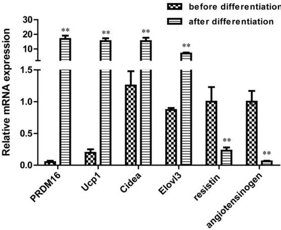 Figure 3. The mRNA levels of Leptin, Adiponectin, MCP-1, IL-8, TNF-α, IL-6 with the mRNA level of genes in the sham group, the values in pAdenoG group and IL-10 in the sham, pAdenoG and PRDM16-pAdenoG groups