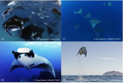 Figure 1Images of devil and manta rays.( (A) Reef Manta Ray (Manta alfredi); (B) Oceanic Manta RayManta birostris); (C) Shortfin Devil Ray (Mobula kuhlii); (D) Smoothtail Devil Ray (Mobula munkiana).