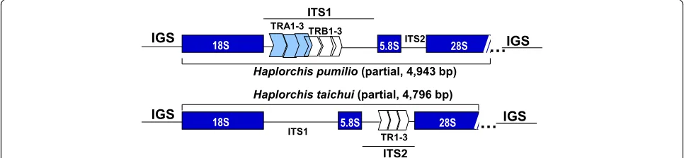 Fig. 1 Structural organization of the near-complete ribosomal transcription units for Haplorchis pumilio and H