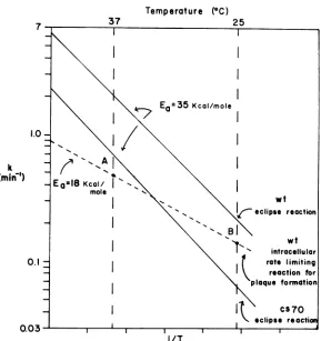 FIG. 1.extrapolationsthereactiontheatthe 25°C, Theoretical basis for the cs plaque phenotype of 4X174 eclipse mutants