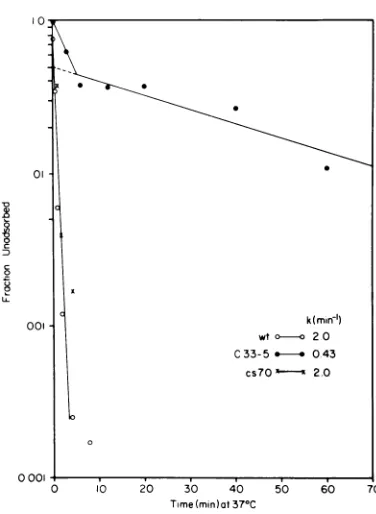 FIG. 3.reactiondilutedeachstarvation2°C.multiplicitysampleinto15timeVirusThe min Comparison of the in vitro transformation for wild-type 4X174 and its eclipse mutants